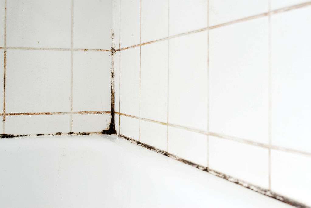 remove mould on tiles